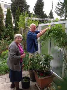 Sorting out the Clematis